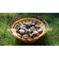 Seta de shiitake lisa secada con buen precio